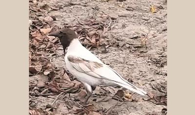 Фото t.me/obolonlife