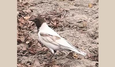 Фото t.me/obolonlife