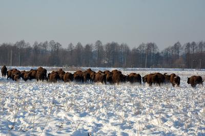 Фото: Національний природний парк Північне Поділля