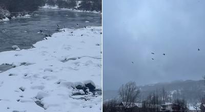 Береги гірської Тиси облюбували баклани. Раніше птахів не зустрічали у цій місцевості