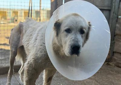 Фото Олени Русіної