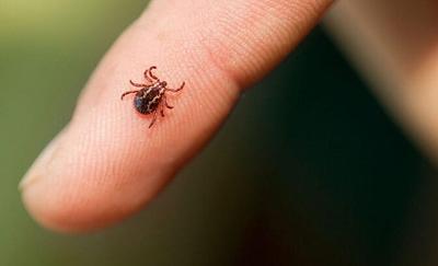 Кліщі активізувалися: як не прогавити Лайм-бореліоз і захиститися від хвороби